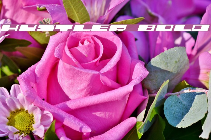 Hustler Bold Font examples
