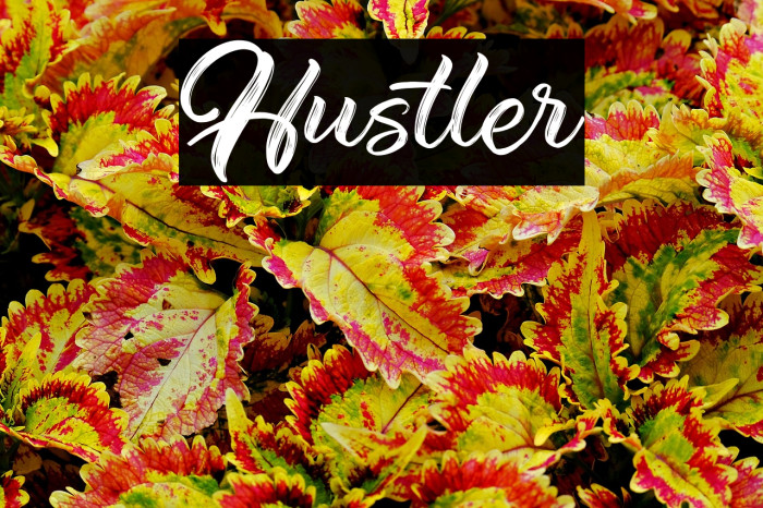 Hustler Example 3