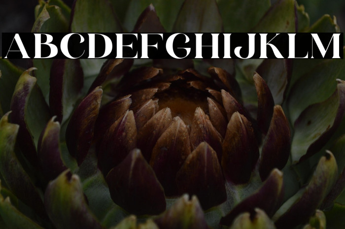 HV Weist Havanah Trial Regular Example 2