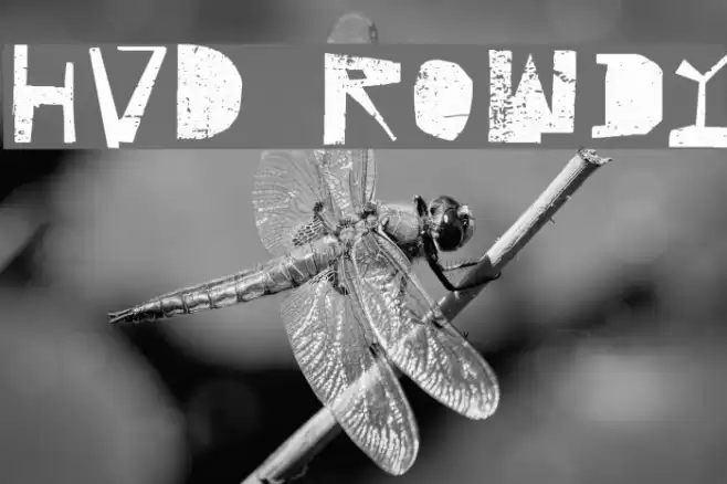 HVD Rowdy Font examples