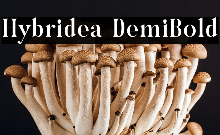 Hybridea DemiBold Example 2