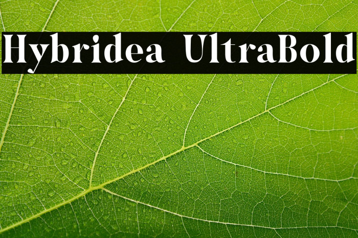 Hybridea UltraBold Example 1
