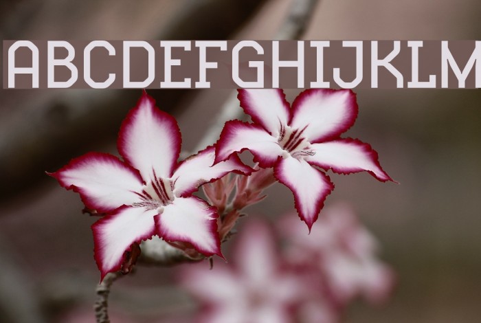 HydrophiliaLiquid Font examples