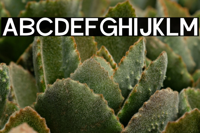 Hysteria Rollers Personal Use Sans Serif Example 1