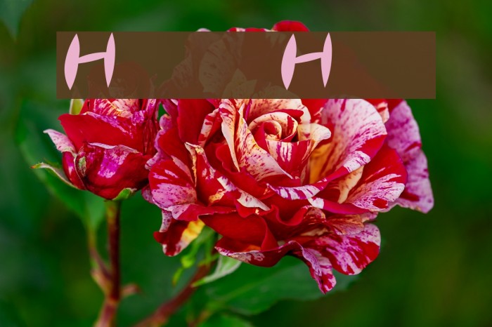 HyunHyun Font examples
