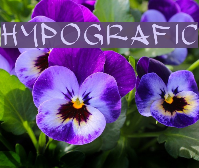 hypografic Example 1