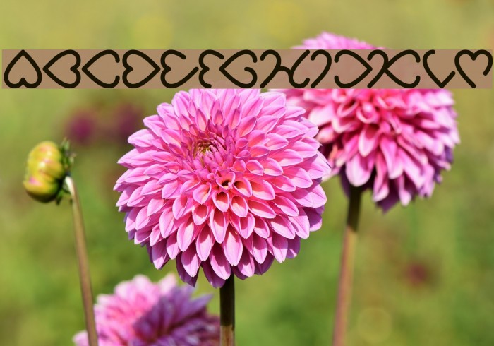 I Love You Bold Example 1