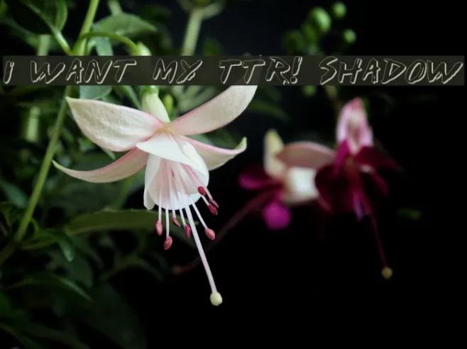 I Want My TTR! Shadow Example 2