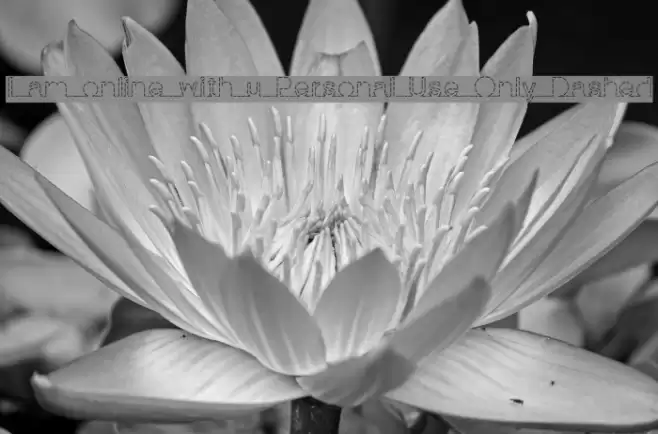 I am online with u Personal Use Only Dashed Fonte examples