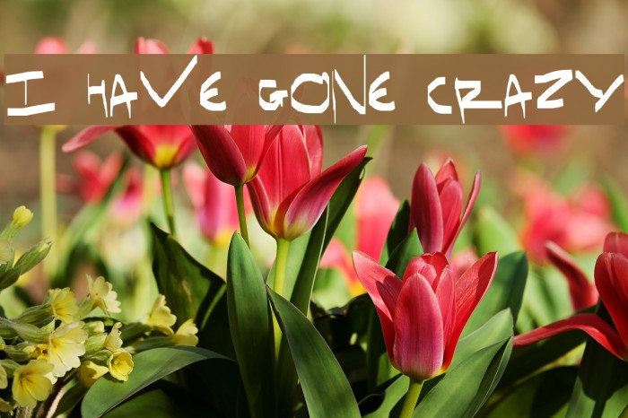 I have gone crazy Font examples