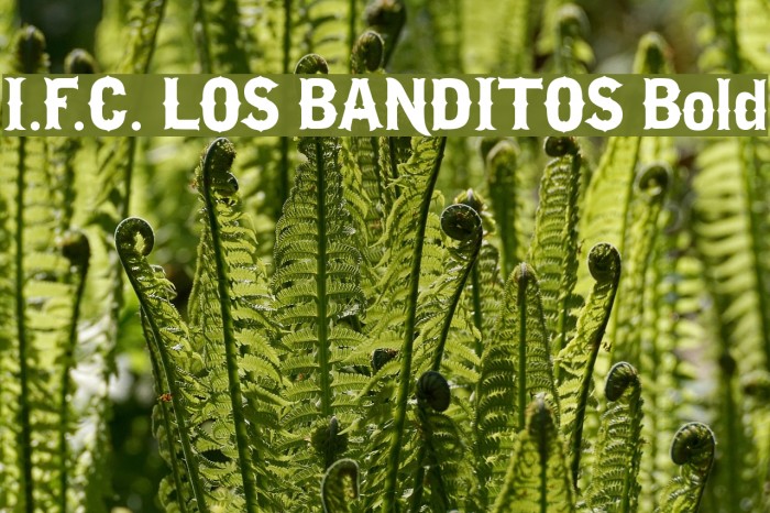 I.F.C. LOS BANDITOS Bold Font examples