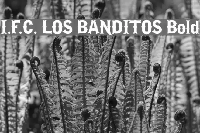 I.F.C. LOS BANDITOS Bold Font examples