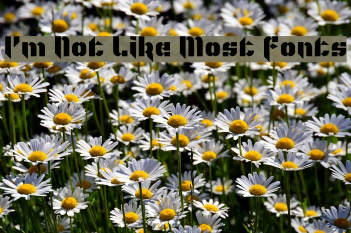 I'm Not Like Most Fonts Example 1