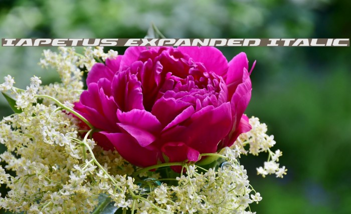 Iapetus Expanded Italic फ़ॉन्ट examples