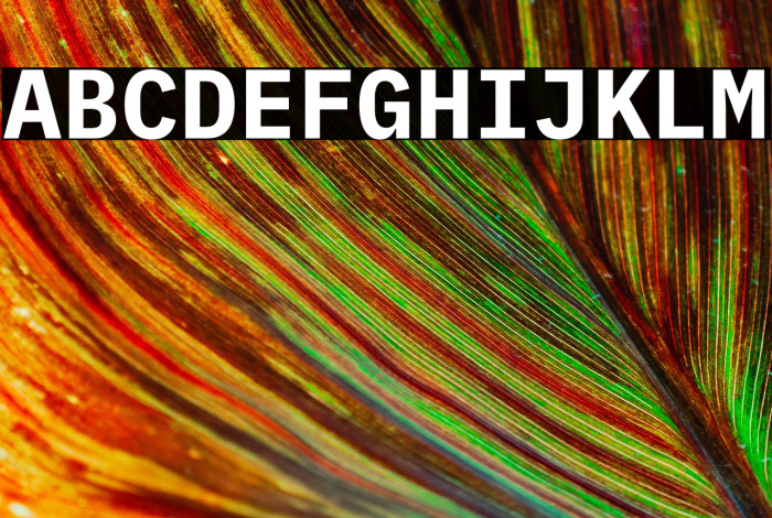 IBM Plex Mono Bold Example 3