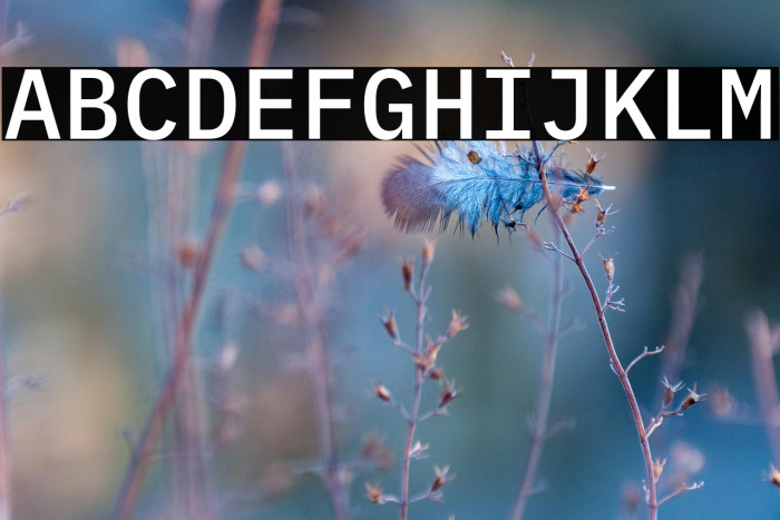 IBM Plex Mono Medium Example 1