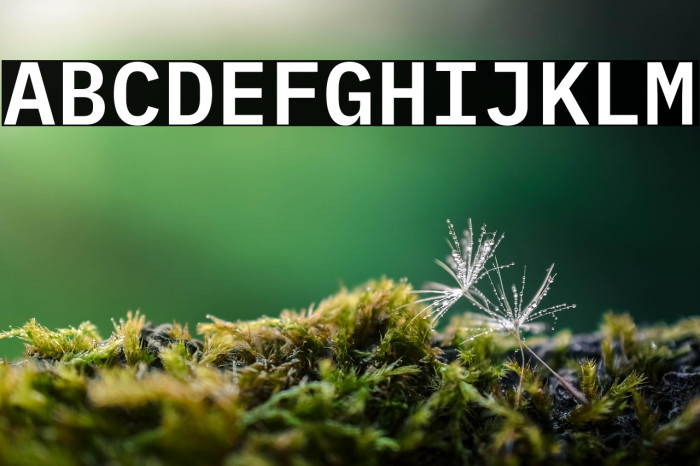 IBM Plex Mono SemiBold Example 3