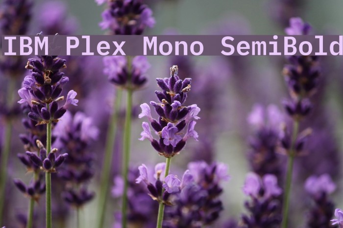 IBM Plex Mono SemiBold Font examples