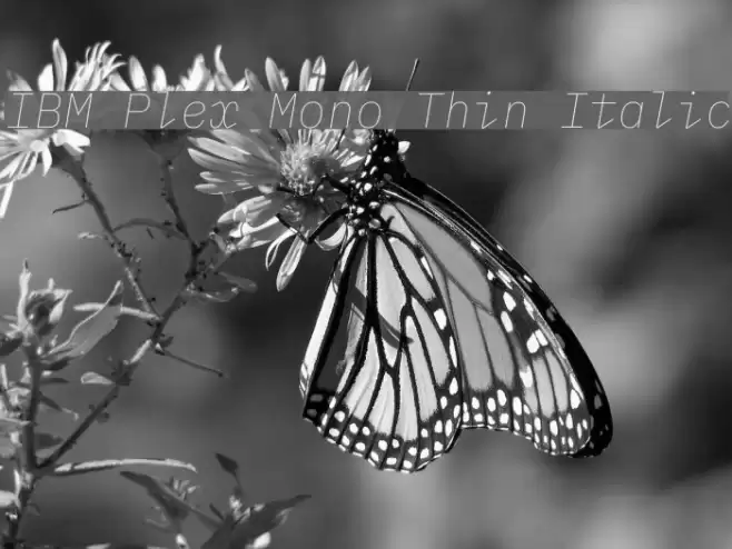IBM Plex Mono Thin Italic Font examples