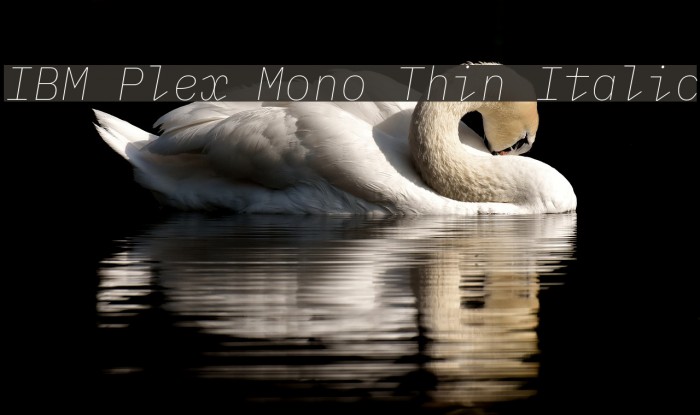 IBM Plex Mono Thin Italic Font examples