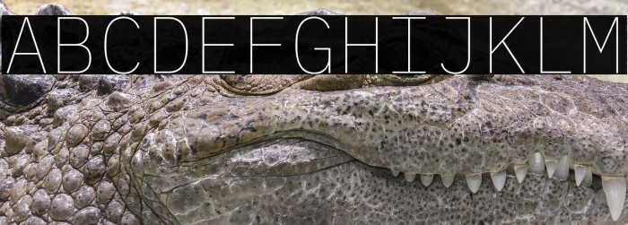 IBM Plex Mono Thin Example 1