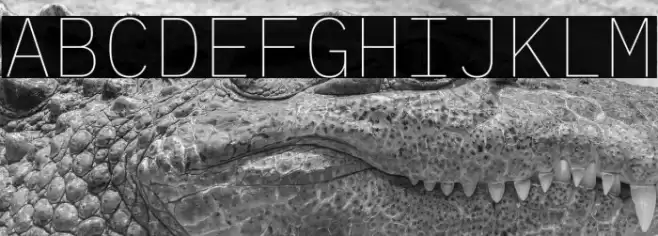 IBM Plex Mono Thin Font examples