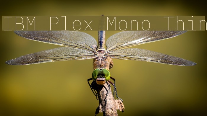 IBM Plex Mono Thin Font examples