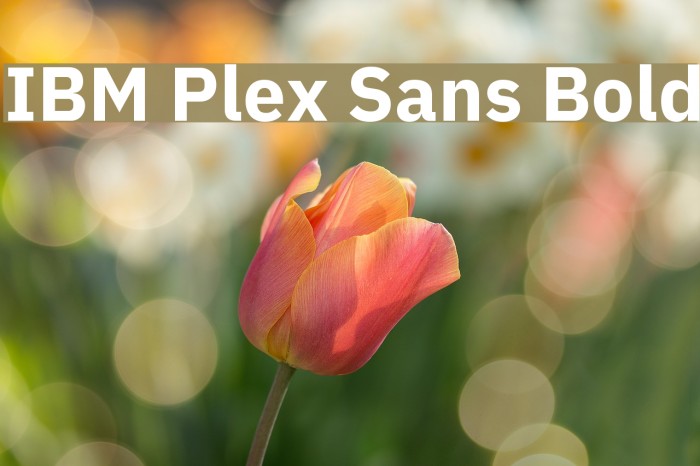 IBM Plex Sans Bold Example 2