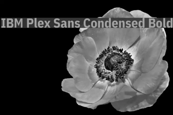 IBM Plex Sans Condensed Bold Font examples