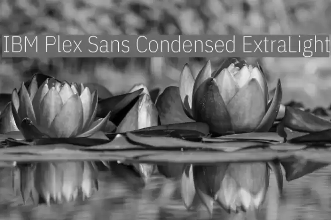 IBM Plex Sans Condensed ExtraLight Font examples