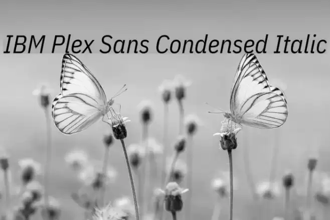 IBM Plex Sans Condensed Italic Font examples