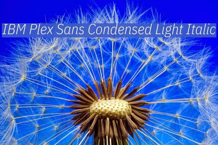 IBM Plex Sans Condensed Light Italic Font examples