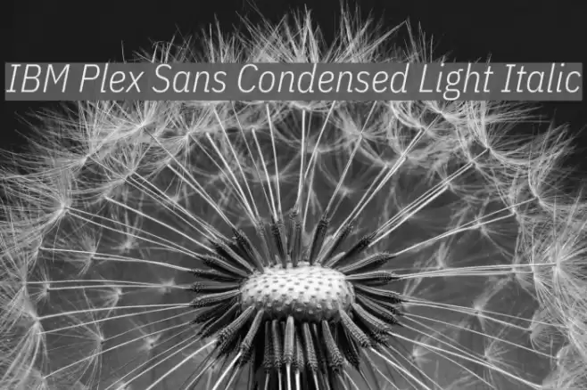 IBM Plex Sans Condensed Light Italic フォント examples