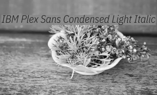 IBM Plex Sans Condensed Light Italic フォント examples