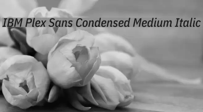 IBM Plex Sans Condensed Medium Italic Font examples