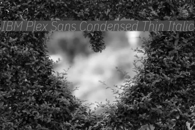 IBM Plex Sans Condensed Thin Italic examples