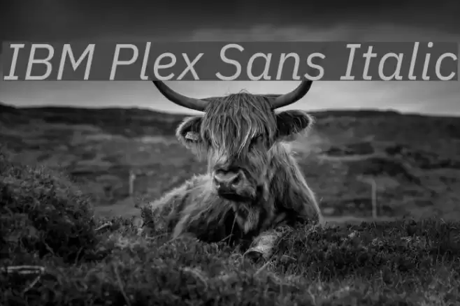 IBM Plex Sans Italic Font examples