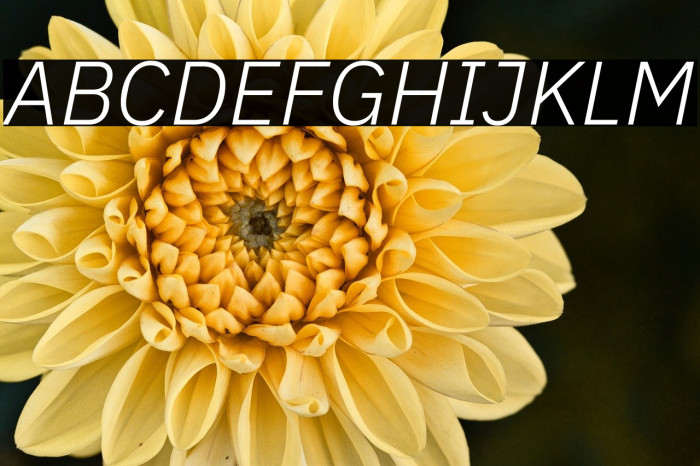 IBM Plex Sans Light Italic Example 1