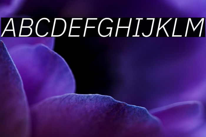 IBM Plex Sans Light Italic Example 2