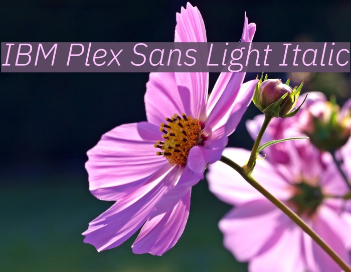 IBM Plex Sans Light Italic Font examples