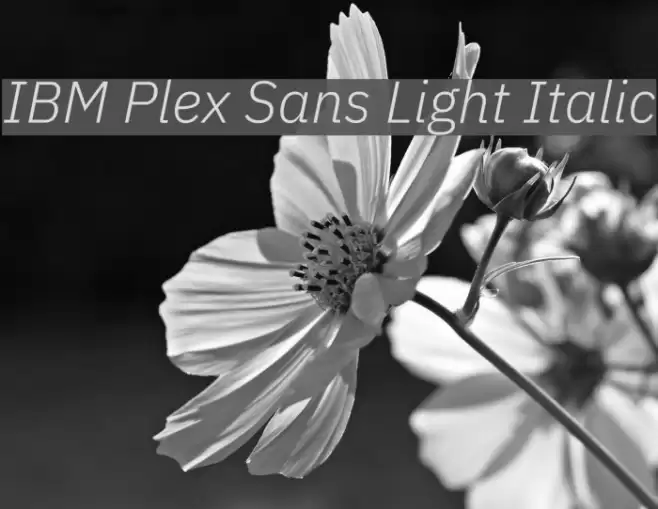 IBM Plex Sans Light Italic  examples