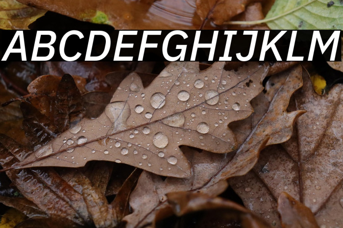 IBM Plex Sans Medium Italic Example 1