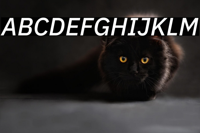 IBM Plex Sans Medium Italic Example 3