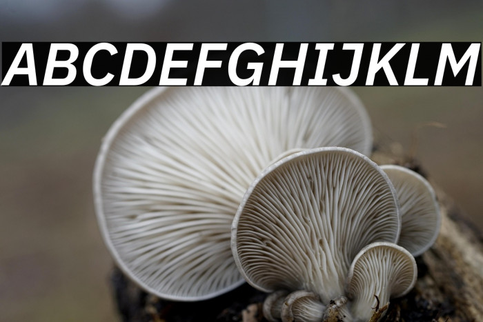 IBM Plex Sans SemiBold Italic Example 2