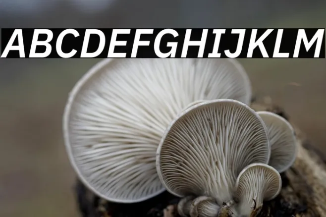 IBM Plex Sans SemiBold Italic Example 2