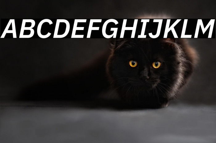 IBM Plex Sans SemiBold Italic Example 3