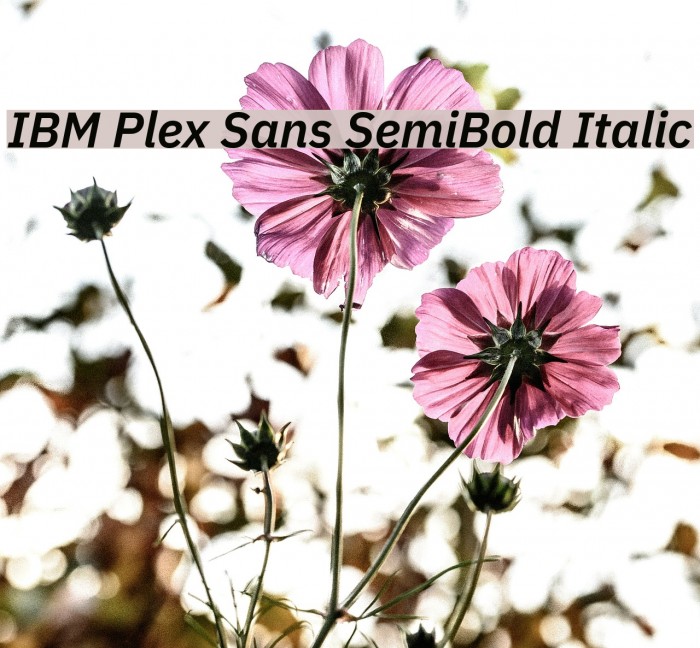 IBM Plex Sans SemiBold Italic Font examples
