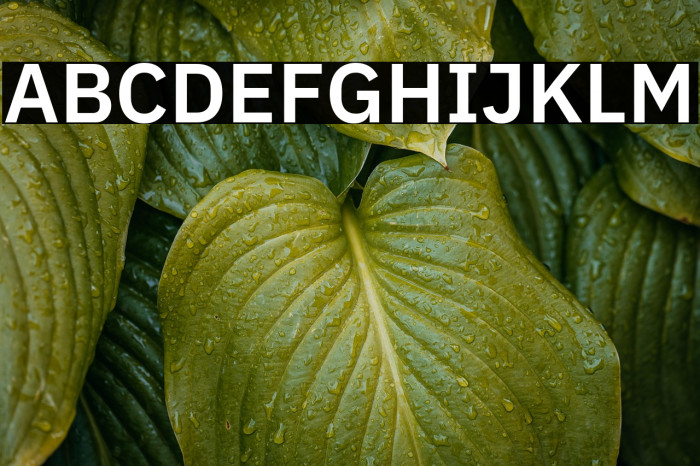 IBM Plex Sans SemiBold Example 3