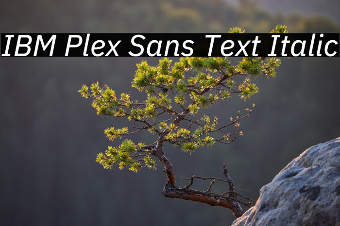 IBM Plex Sans Text Italic Example 1