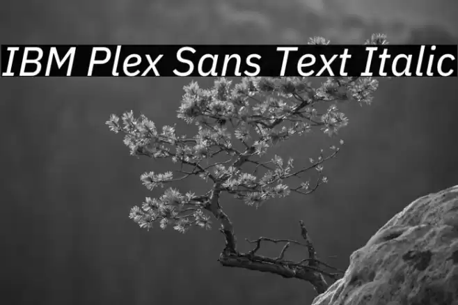 IBM Plex Sans Text Italic Font examples